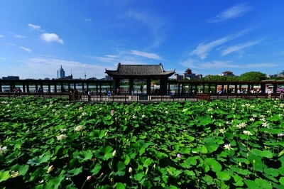 雨上がりの青空に映えるハスの緑 北京