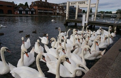 「英女王のハクチョウ」でバーベキューか、英警察が捜査