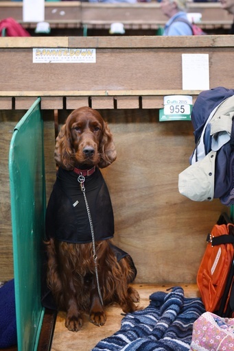 不審死の入賞犬、「毒物摂取はベルギー国内」 英クラフツ主催者