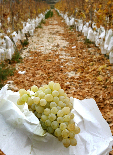 スペインの風習、12粒の「年越しブドウ」