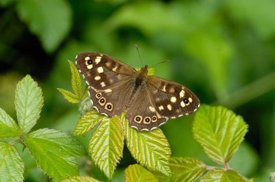英国在来種チョウ、温暖化で絶滅危機に 研究