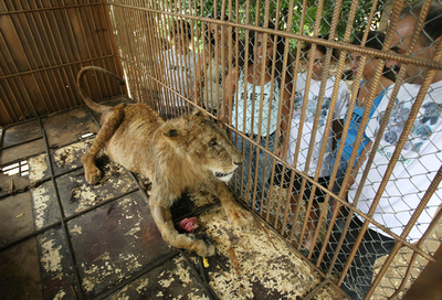 ベイルートのごみ捨て場で「捨てライオン」見つかる