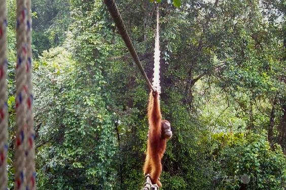 オランウータンの樹冠橋利用を初確認、分断された森つなぐ NGO