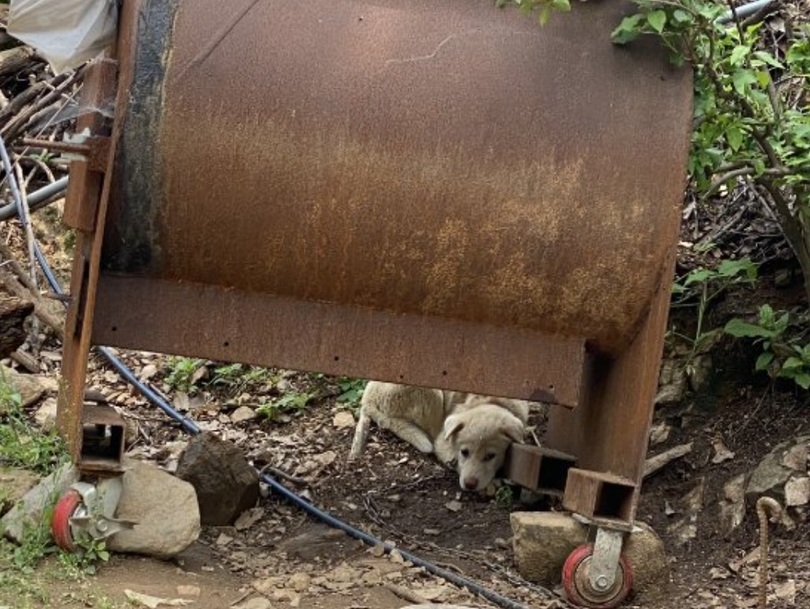 片隅にうずくまっていた犬(c)MONEYTODAY