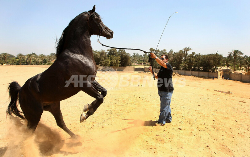 サウジのアラブ馬繁殖家にモロッコ国王から種牡馬贈呈