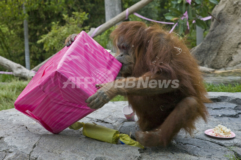 オランウータンのカレン 16歳のお誕生日プレゼントは何 写真1枚 国際ニュース Afpbb News