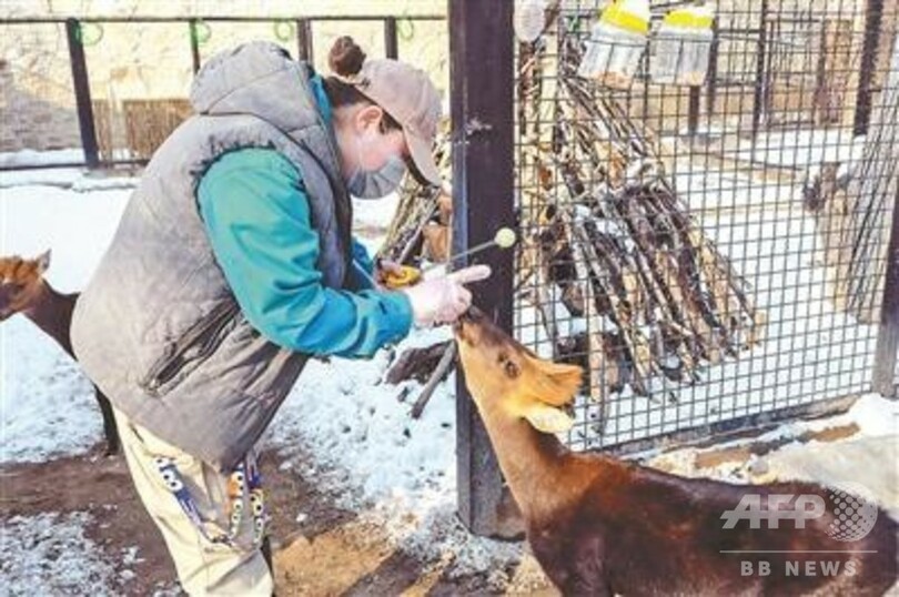 自宅にいながら動物を観察、北京動物園が「ネット動物園」開設