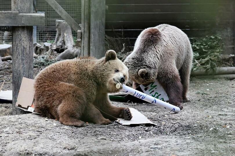 クマのきょうだい、囲いから脱走 おやつの蜂蜜平らげスヤスヤ 英