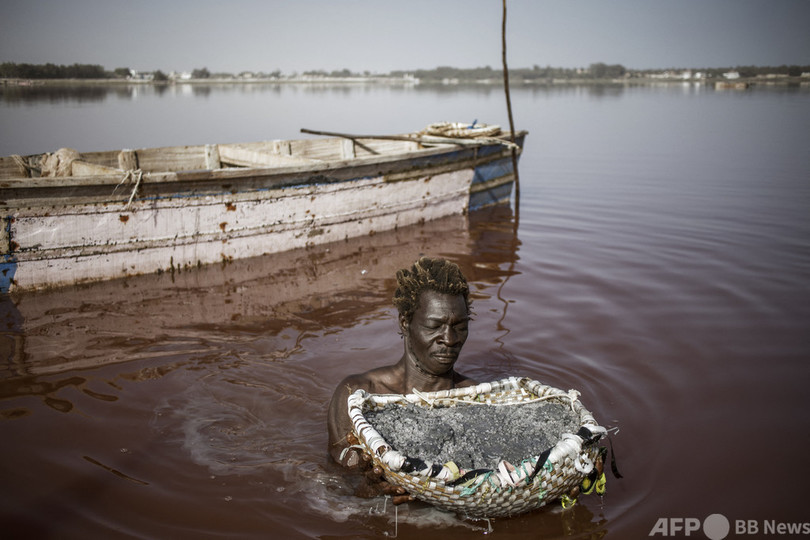 今日の1枚 ばら色の湖で塩の収穫 セネガル 写真4枚 国際ニュース Afpbb News