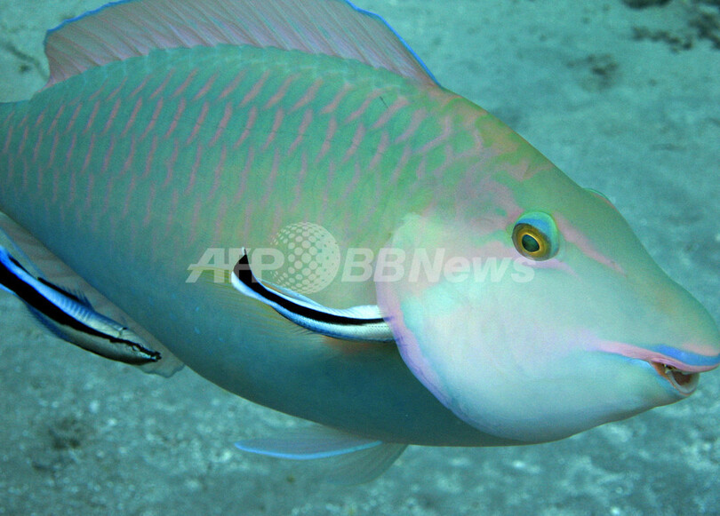 掃除魚の世界では、オスの方が「腹黒い」? スイス研究