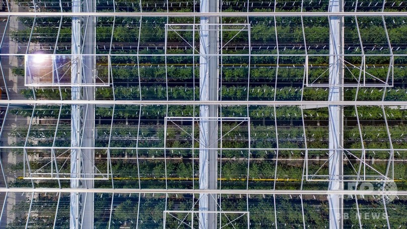 世界最大の 屋上温室 開業 カナダ第2の都市で有機栽培 写真17枚 国際ニュース Afpbb News