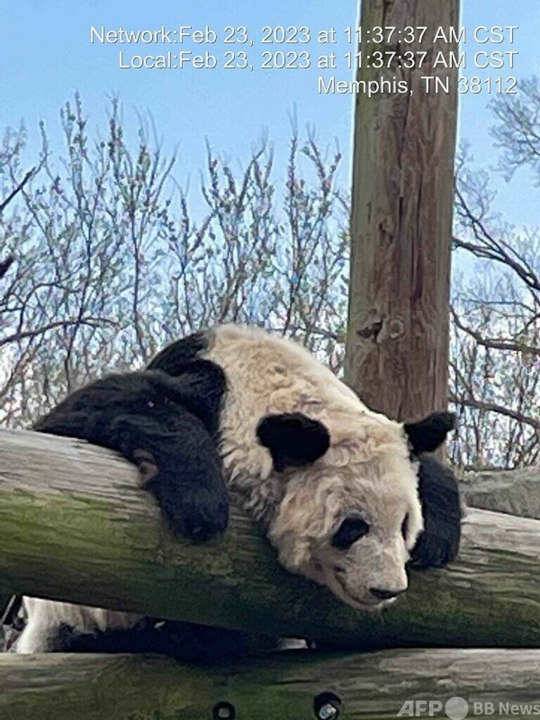 米滞在パンダ「ヤーヤー」の最速帰国へ向け準備完了 写真1枚 国際ニュース:AFPBB News