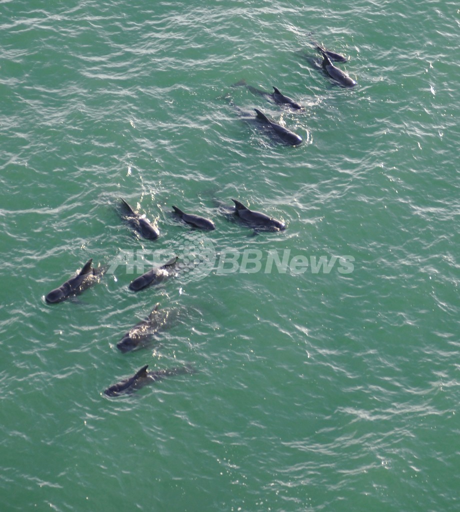 座礁したゴンドウクジラ、捜索を一時中止 米フロリダ 座礁したゴンドウクジラ、捜索を一時中止 米フロリダ