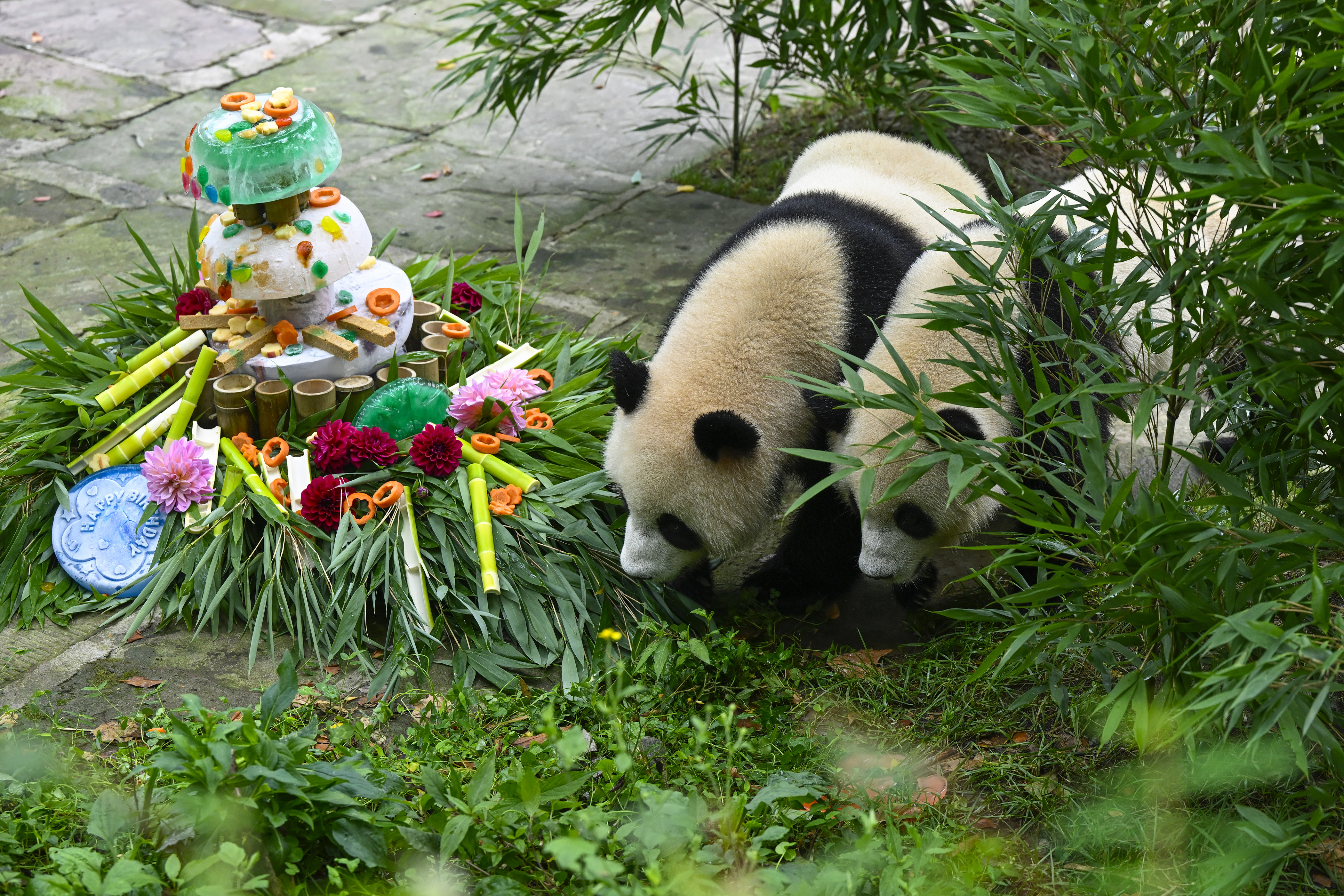 中国四川省雅安市でパンダの誕生日会 鳴き声を使った音楽も発表 写真11枚 国際ニュース：AFPBB News