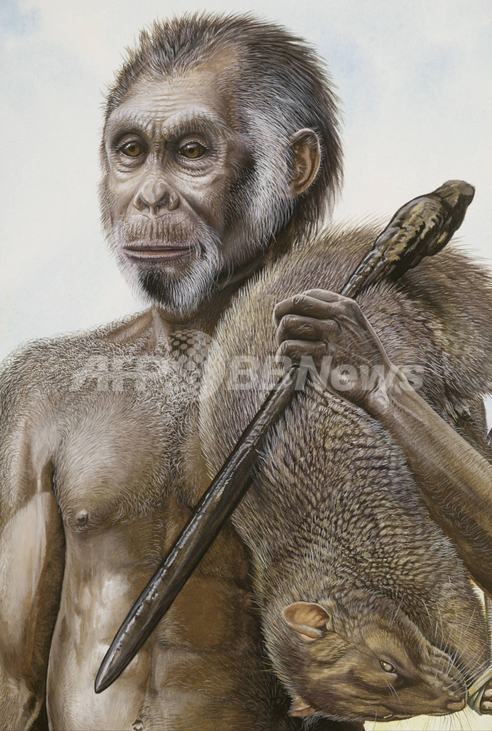 原始小型人類「ホビット」、100万年前から生息か ネイチャー誌 原始小型人類「ホビット」、100万年前から生息か ネイチャー誌