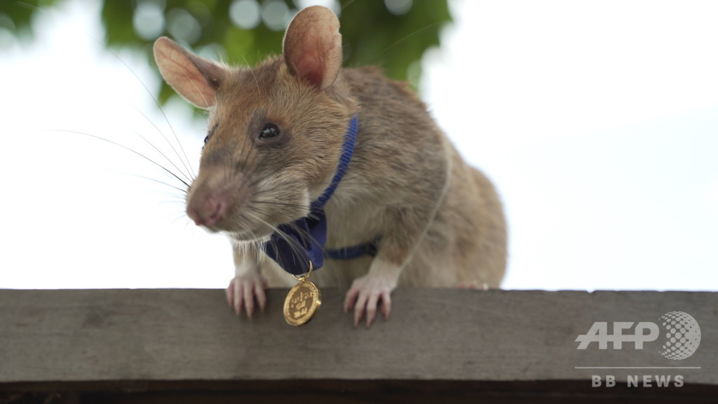 地雷除去に貢献のネズミに金メダル 英団体が動物界最高の賞授与 写真8枚 国際ニュース Afpbb News