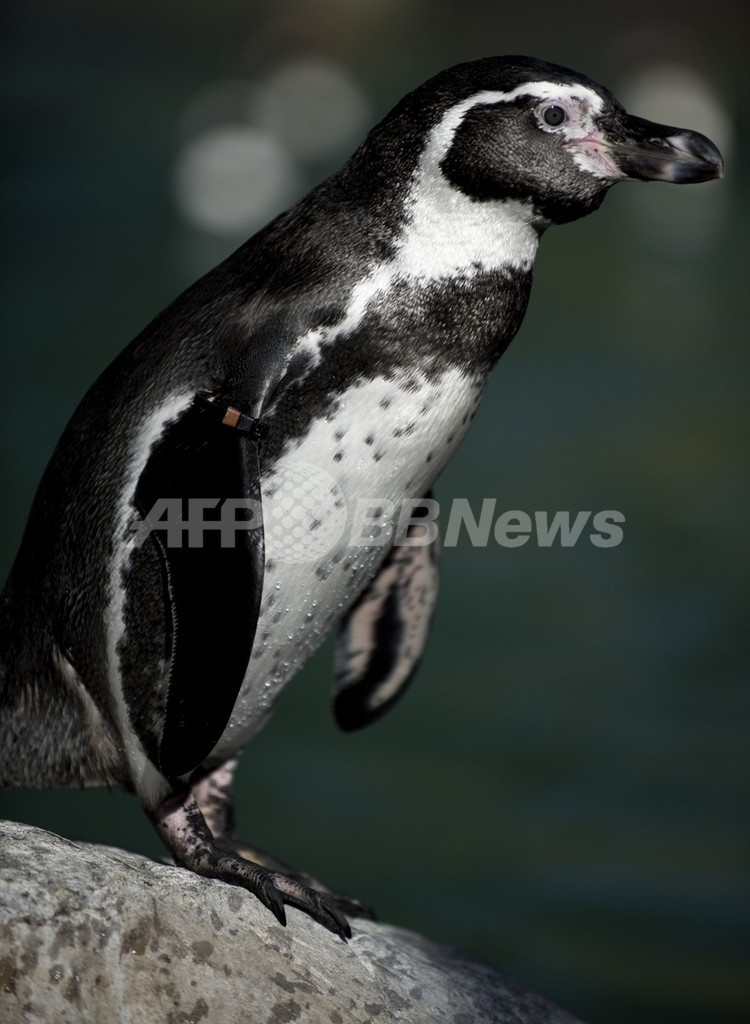 チリのフンボルトペンギンに絶滅のおそれ 調査報告 写真1枚 国際ニュース Afpbb News