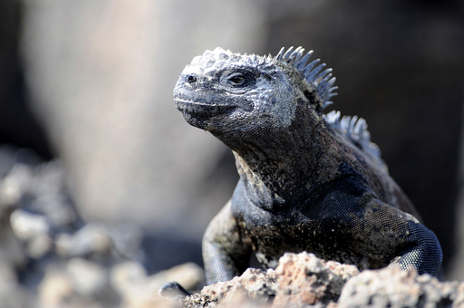 希少動物の天国、南米ガラパゴス諸島 写真20枚 国際ニュース：AFPBB News