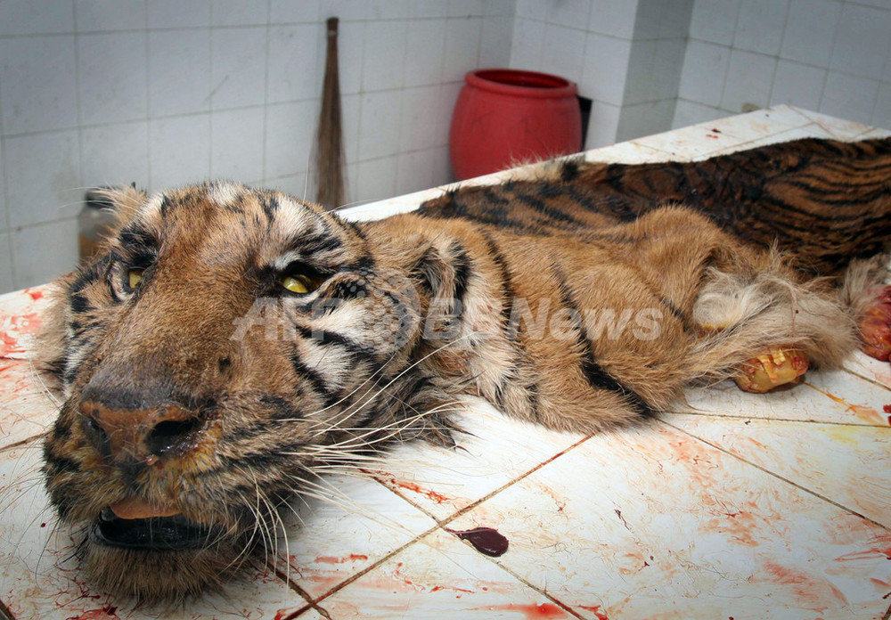 インドネシア最大の動物園で数百匹が死ぬ 経営陣対立で放置 写真2枚 国際ニュース Afpbb News