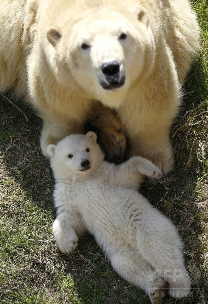 お母さんと日なたぼっこ、ホッキョクグマの赤ちゃん 南仏 写真24枚