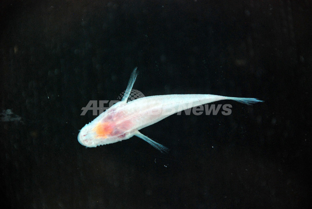 目のない洞窟魚 背中で子育てするカエル パプアで新種発見 写真2枚 国際ニュース Afpbb News