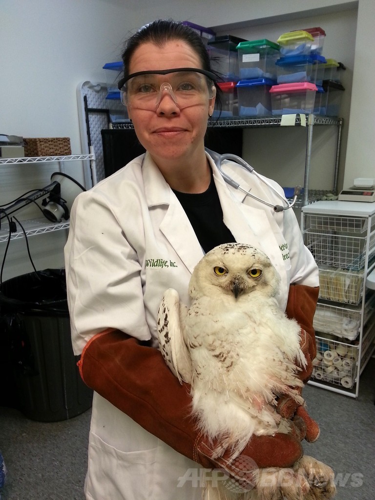 米首都で注目を集めたシロフクロウ、バスに当たってけが