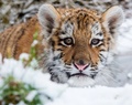 ドイツ東部エーバースワルデの動物園で、降り積もった雪の上を歩く生後約4か月のシベリアトラ（アムールトラ）の赤ちゃん「ドラガン」（2015年1月31日撮影）。(c)AFP/DPA/PATRICK PLEUL
