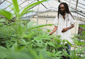 ジャマイカの首都キングストンにある西インド諸島大学で、大麻を栽培するマシェル・エマニュエル博士（2019年5月18日撮影）。(c)Angela Weiss / AFP