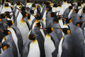 インド洋のクロゼ諸島・ポゼション島のオウサマペンギン（2007年7月1日撮影、資料写真）。(c)MARCEL MOCHET / AFP