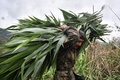 タイ北部チェンマイ県で、トウモロコシの茎を運ぶゾウ使い（2020年6月4日撮影）。(c)Lillian SUWANRUMPHA / AFP