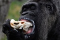 ドイツ首都のベルリン動物園で、バースデーケーキを食べる欧州最高齢のゴリラ、ファトゥ（2018年4月13日撮影）。(c)AFP PHOTO / John MACDOUGALL