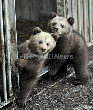 スウェーデン、クマの赤ちゃんが初お目見え 写真3枚 国際ニュース