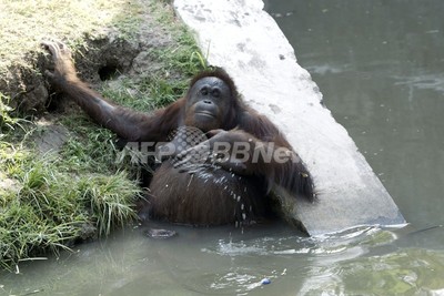 インドネシア 死の動物園 でオランウータンが病死 半月で2例目 写真2枚 国際ニュース Afpbb News