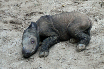 絶滅危惧種スマトラサイの赤ちゃん誕生、名前の意味は「神からの贈り物」