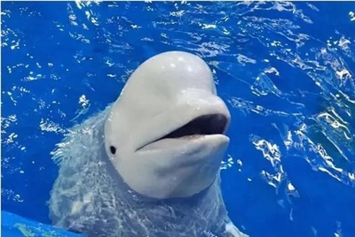 中国広州の会社が破産 海洋動物26頭が競売で4.3兆円相当で落札