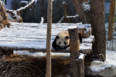 世界一海抜が高いパンダ館が再開、消毒も徹底 中国・西寧市