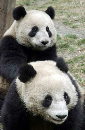 香港返還10周年記念、中国寄贈のパンダ2頭が到着 - 香港