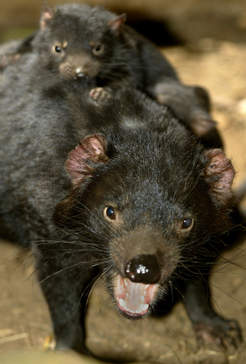 タスマニアデビルの伝染性がん、西部の安全地帯でも確認 豪