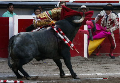 スペインの花形闘牛士、牛に突かれ重体 メキシコ