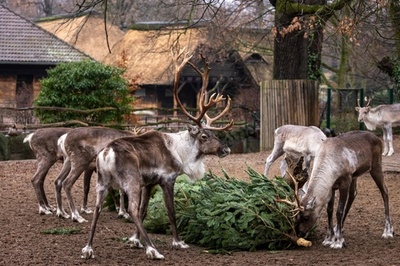 役目終えたクリスマスツリー、動物がおいしくいただきました 独