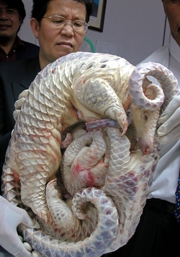 センザンコウの冷凍肉5トンを押収、ベトナム