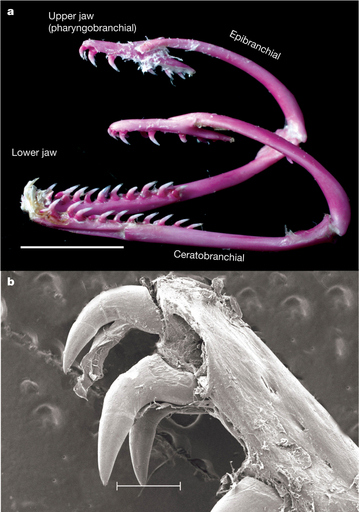 「エイリアン」の「2つ目のあご」は実在した？！