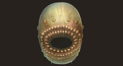 人類最古の祖先、5億4000万年前の肛門のない袋状生物か 研究
