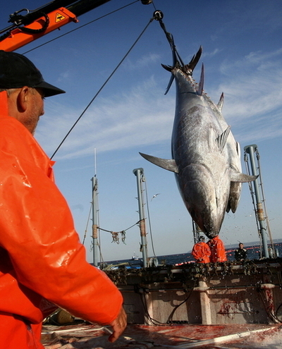 クロマグロの取引禁止をEU支持、8割が日本向け輸出