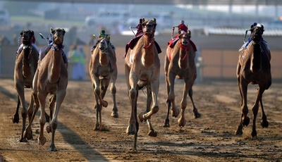 【今日の1枚】ラクダ疾走、相棒はロボット騎手