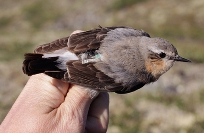 アラスカの超軽量渡り鳥、アフリカまで往復飛行していた カナダ大研究