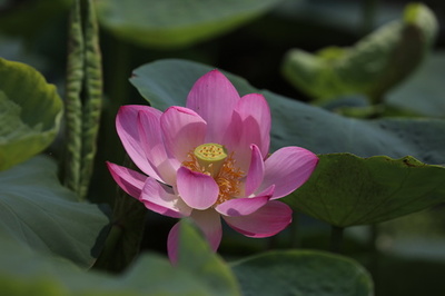 百年眠っていた古いハスの種、円明園で命を吹き返す