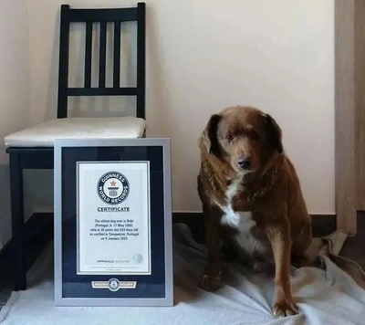 世界最高齢の犬死ぬ 人間で217歳相当 