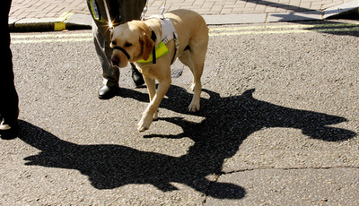 英国で活躍する障害者補助犬、視聴覚支援からてんかん発作の警告まで