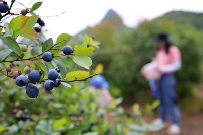 中国、ハイテク温室でブルーベリー豊作